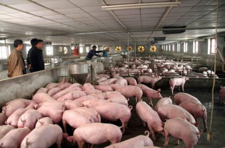 氨氣傳感器、硫化氫傳感器、二氧化碳傳感器在禽畜養殖場中的應用