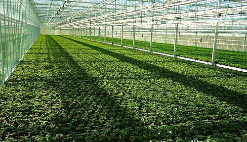 在大棚、養殖場中環境監測傳感器的應用