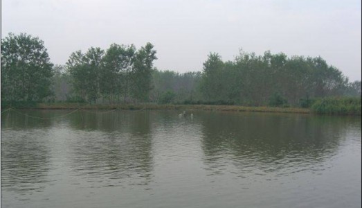 詳解池塘水體依賴溶解氧變化的本質(zhì)