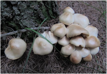 蘑菇大棚中氧氣檢測的方法