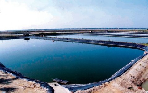 水產(chǎn)養(yǎng)殖生物對溶解氧的依賴性