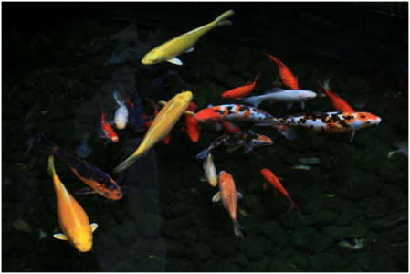 錦鯉過濾系統液位傳感器的應用