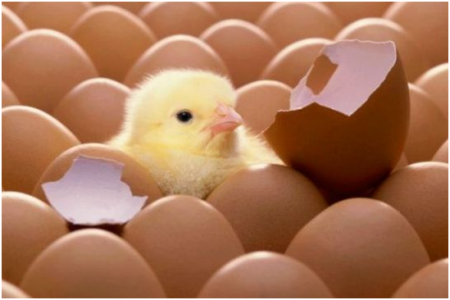 氧氣傳感器在孵化機(jī)中的應(yīng)用