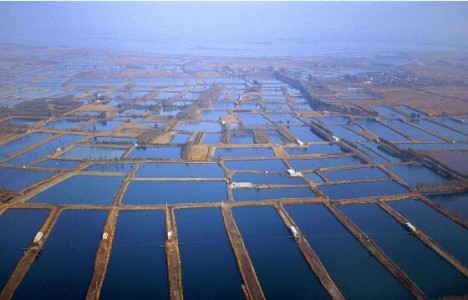 在水產(chǎn)養(yǎng)殖設(shè)備中應(yīng)用到的水質(zhì)傳感器及其他種類和用途