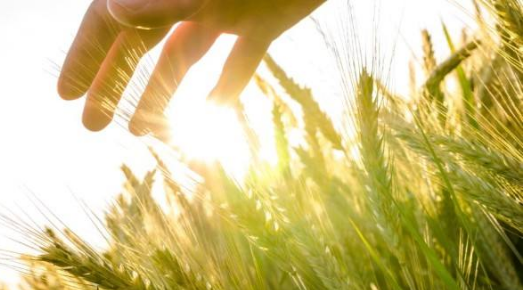 風(fēng)速傳感器在農(nóng)業(yè)氣象環(huán)境方面的應(yīng)用