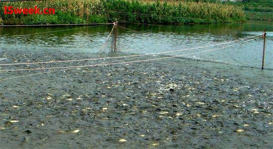 水產(chǎn)養(yǎng)殖中檢測(cè)氨氮的氨氮傳感器