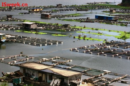 養(yǎng)殖魚蝦過(guò)程中遇到過(guò)高的PH值和氨氮時(shí)該怎么解決