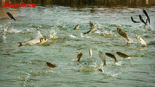 關于養殖魚蝦過程中PH值升降的檢測