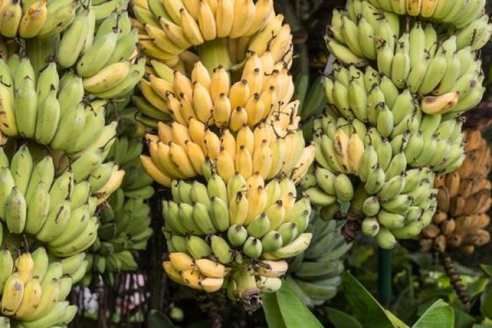 氧氣傳感器延長(zhǎng)易腐貨物在儲(chǔ)存或運(yùn)輸過(guò)程中的應(yīng)用