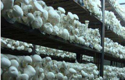 CO2傳感器在菌菇房養殖中的應用