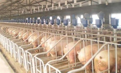 養豬場環境監測用的4種傳感器