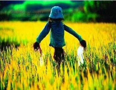 溫濕度傳感器應用在智慧稻草人中監測麥田