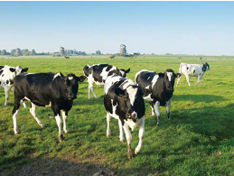 超聲波測距傳感器模塊在畜牧業的應用