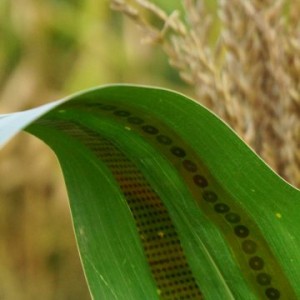 可穿戴式植物石墨烯傳感器用于測量農作物用水量