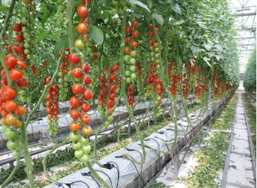 二氧化碳傳感器有效監測二氧化碳濃度對農作物生長的影響情況