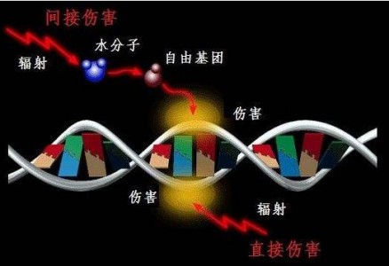 光纖溫度傳感器在生物細胞輻射培養過程中的溫度監控