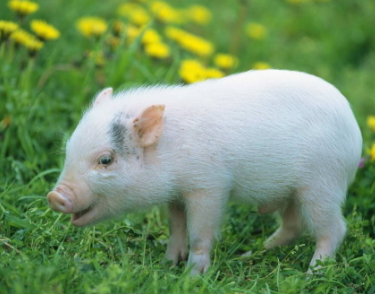 為什么要在養豬場安裝二氧化碳傳感器