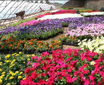 花卉種植中二氧化碳傳感器對氣肥的監測