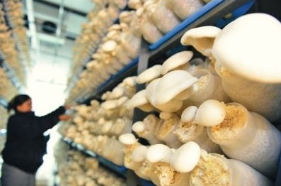 農業物聯網之食用菌種植過程中抗高濕CO2傳感器選擇