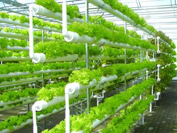 液位傳感器在農業無土栽培營養液液位監測中的應用解決方案