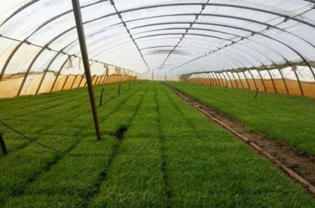 抗高濕溫濕度傳感器用于溫室大棚環境監測系統