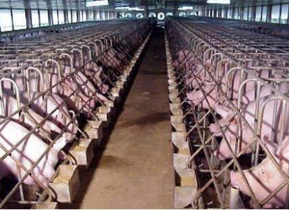 物聯網智慧養殖場中溫濕度傳感器模塊的應用