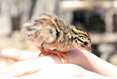 養殖場孵化器中應用的溫濕度傳感器