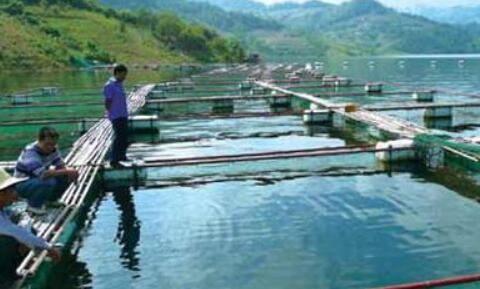 應(yīng)用在水產(chǎn)養(yǎng)殖參數(shù)檢測中的水質(zhì)傳感器