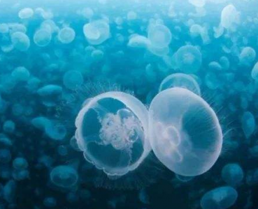 二氧化碳傳感器用于研究酵母呼吸作用實驗