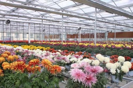 物聯網傳感器技術在農業花卉種植中的重大作用