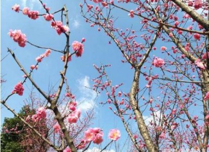 花粉過敏者福音,粉塵傳感器用于春季花粉濃度監測