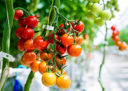 CO2傳感器在溫室農業和垂直農業中的應用