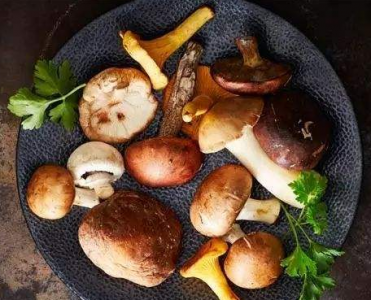 菌菇生長環境過程中CO2傳感器應用解決方案