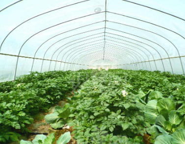 抗高濕二氧化碳傳感器在溫室大棚中的應(yīng)用