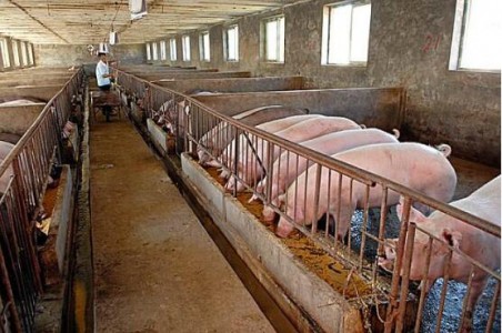 溫濕度傳感器CAEL-S16應用于養豬場環境溫濕度監控