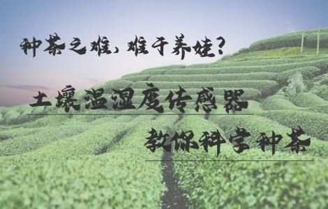 種茶之難，難于養娃？土壤溫濕度傳感器教你科學種茶
