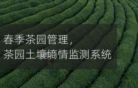 茶樹變身“脫貧樹”，春季茶園管理，茶園土壤墑情監測系統