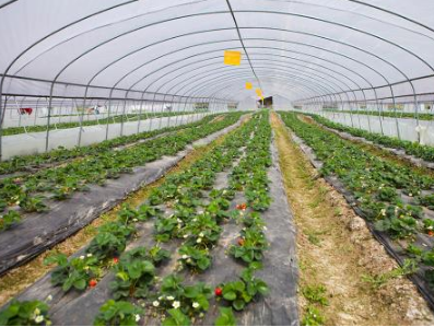 二氧化碳傳感器在大棚中安裝有哪些注意事項