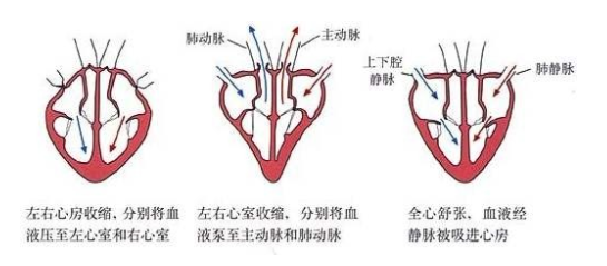 光纖壓力傳感器在左心室壓力監測中的作用