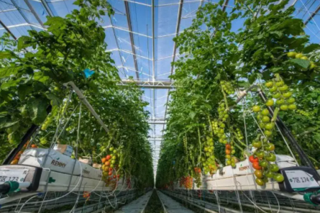 熱通量傳感器用于連棟溫室大棚散熱管熱性能檢測