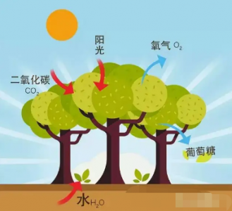 光電傳感器_光合有效輻射對植物生長有哪些影響