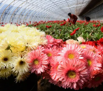鮮花種植生長中離不開二氧化碳傳感器和溫濕度傳感器的應用