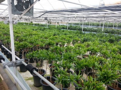 抗高濕二氧化碳傳感器在植物養殖中的應用