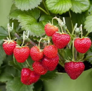 反季節草莓生長過程中二氧化碳濃度監測是關鍵