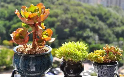 應用在植物種植領域的溫濕度傳感器