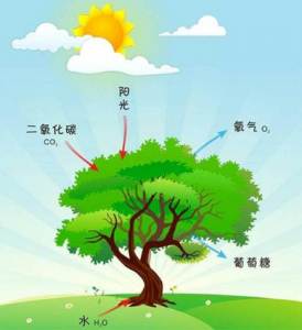 光合有效輻射傳感器在農業種植產量預估中的應用