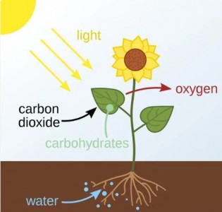 二氧化碳濃度變化對農業大棚作物種植有哪些影響
