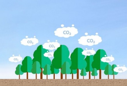 二氧化碳濃度變化對森林濕地土壤生態系統有何影響