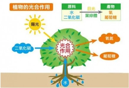 光合有效輻射檢測對林業研究生產有重要意義