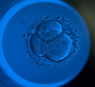 Time-lapse培養箱中的傳感器技術:精準控制環境,提升胚胎培養效率